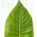 Liść symbolizujący naturalność