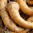 Korzeń Żeń-szenia syberyjskiego